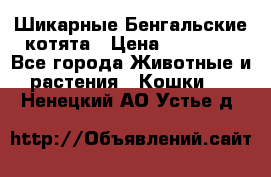 Шикарные Бенгальские котята › Цена ­ 25 000 - Все города Животные и растения » Кошки   . Ненецкий АО,Устье д.